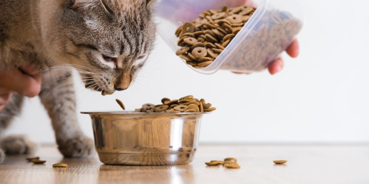 Mexico Cat Food Market: Trends and Growth Opportunities Examined