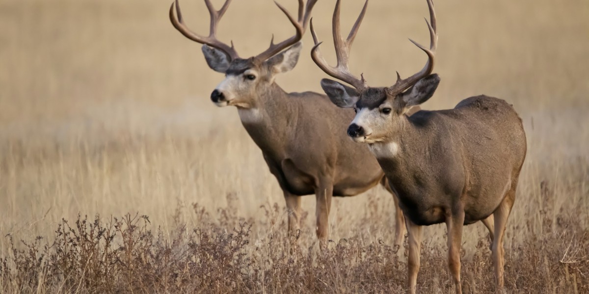 Exploring the Thrilling World of Trophy Whitetail Bucks Hunting Outfitters in Illinois